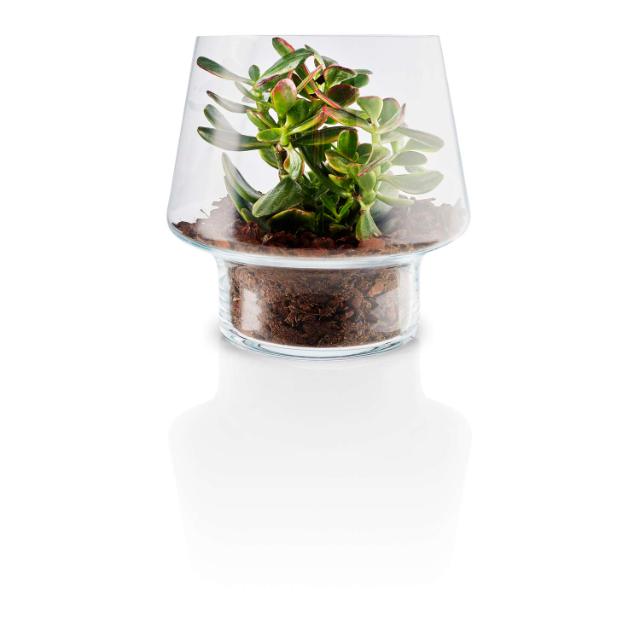Succulent glass vase - Ø 21 cm